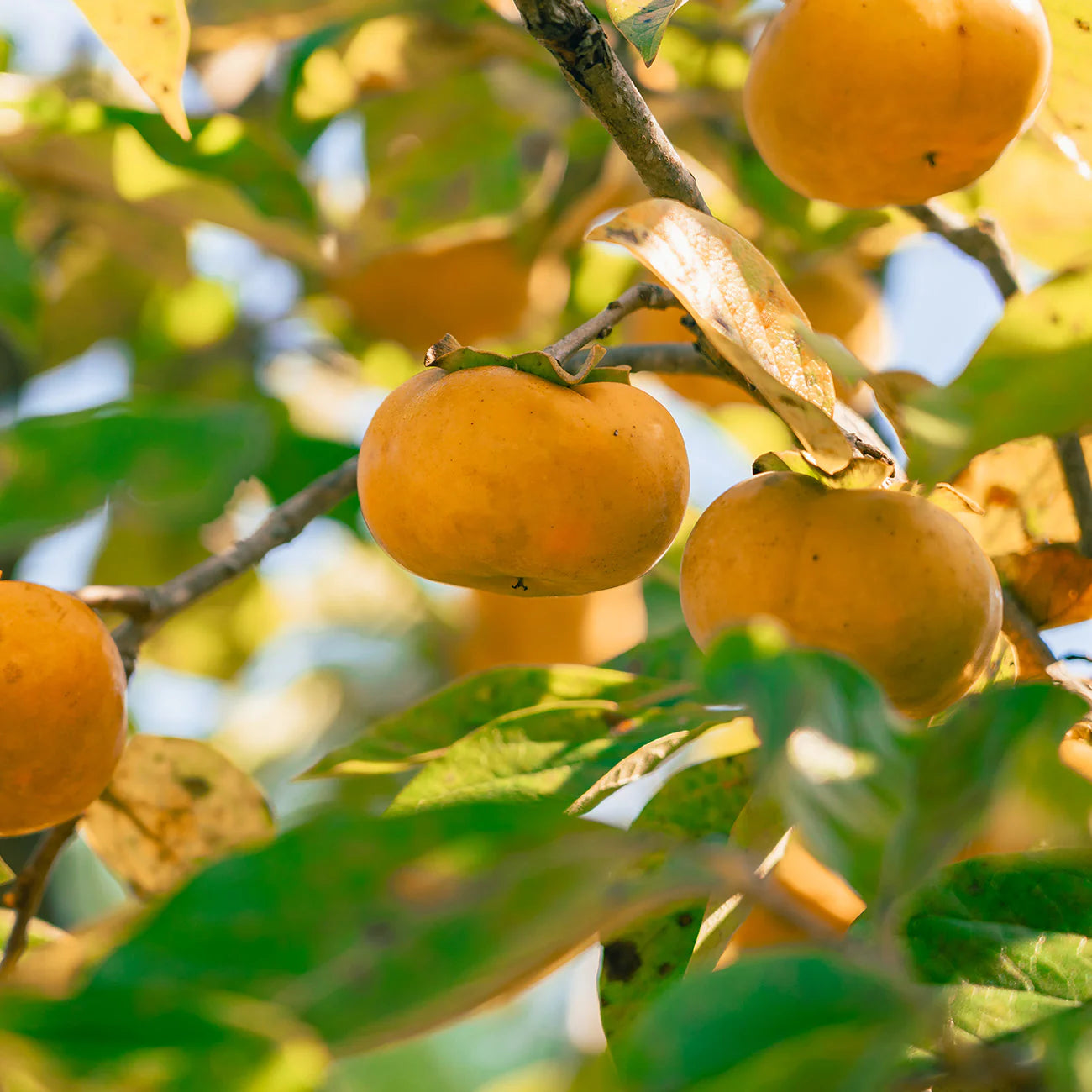 Hana Fuyu Persimmon Tree