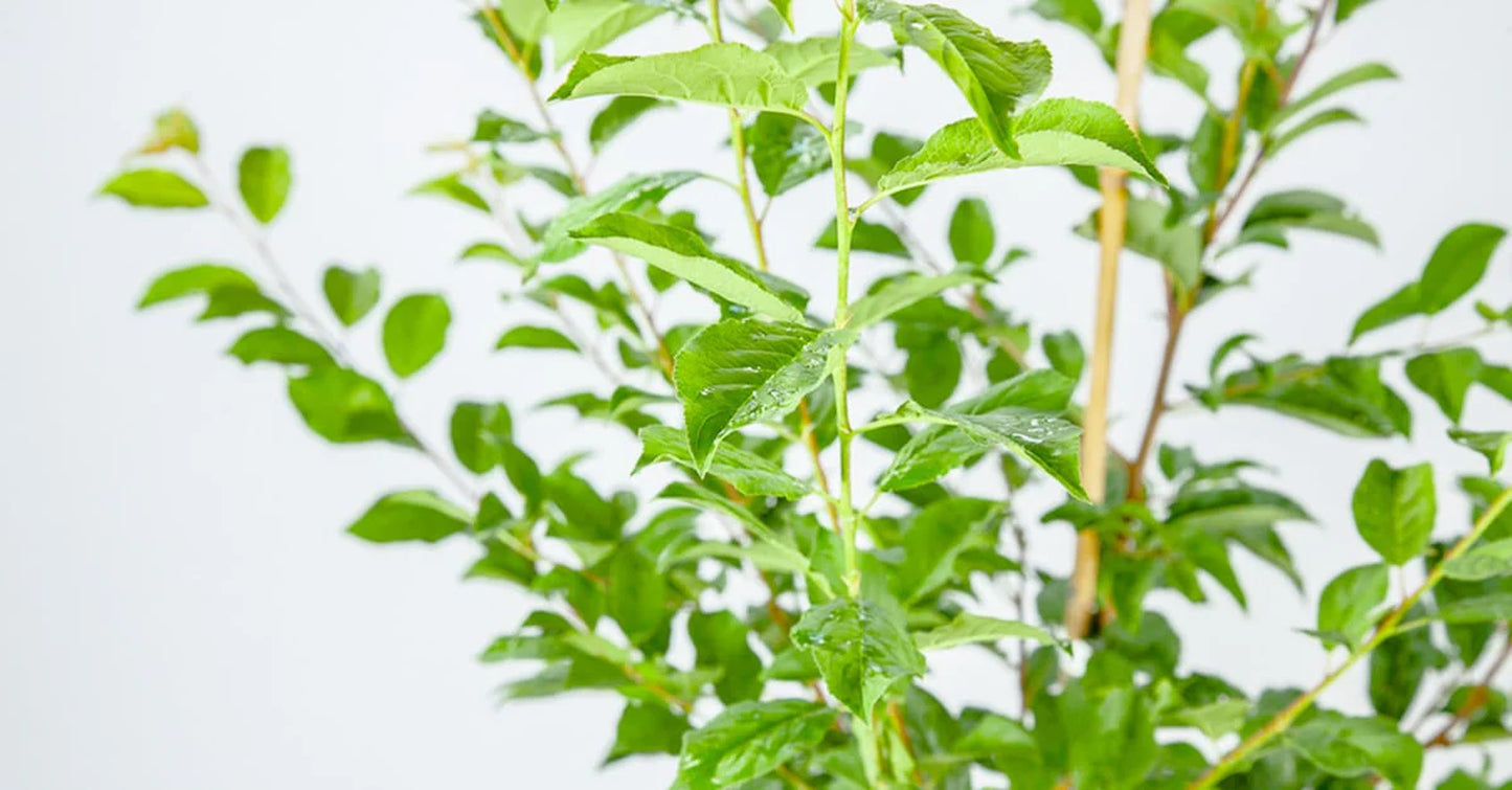 Santa Rosa Plum Tree