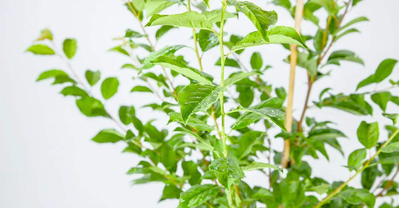 Santa Rosa Plum Tree