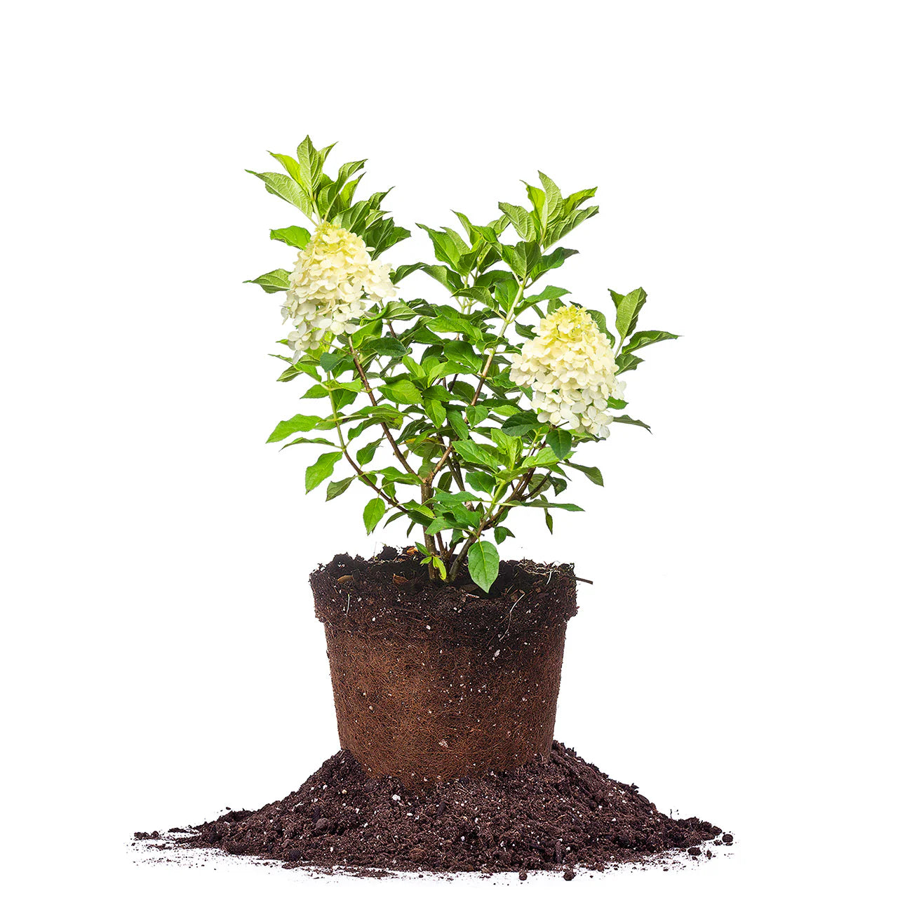 Limelight Hydrangea Bush