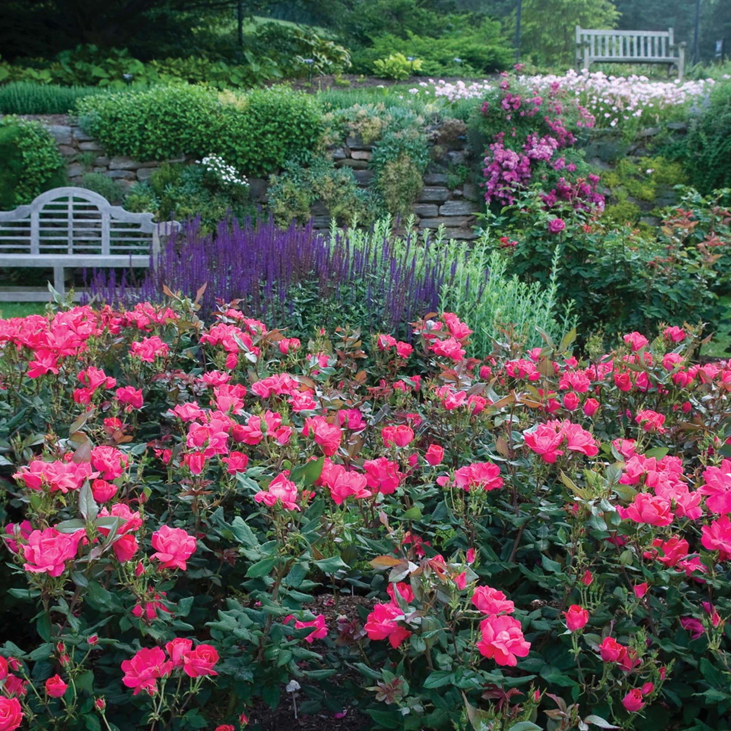 Red Knock Out® Rose Bush