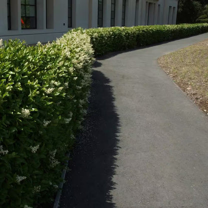 2.25 Gal. Ligustrum Recurvifolium Privet Shrub