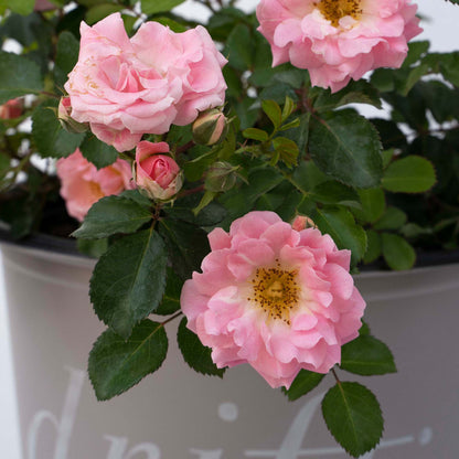 Blushing Drift® Rose Bush