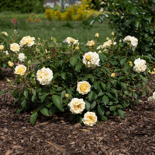 Buttercream Drift® Rose Bush