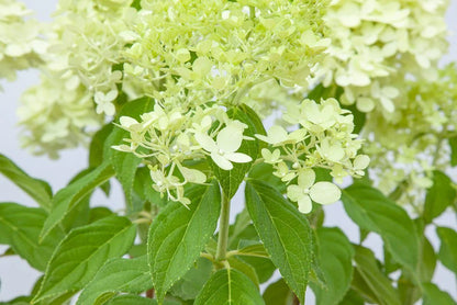 Limelight Hydrangea Bush