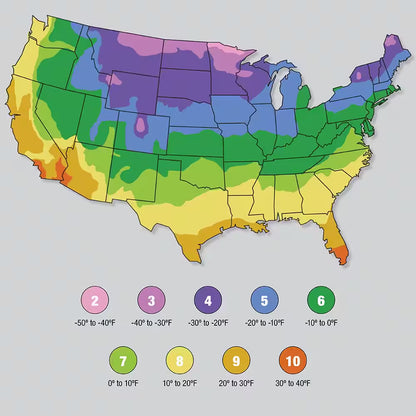 2.5 Gal. (#12) Dipladenia Flowering Annual Shrub with Assorted Colored Blooms