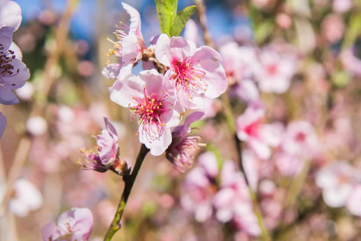 Flordaking Peach Tree