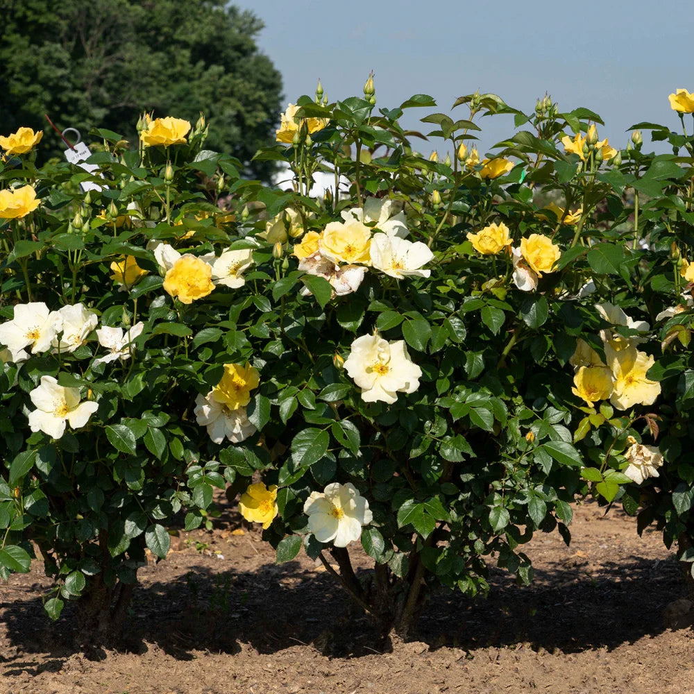 Easy Bee-Zy Knock Out® Rose Bush