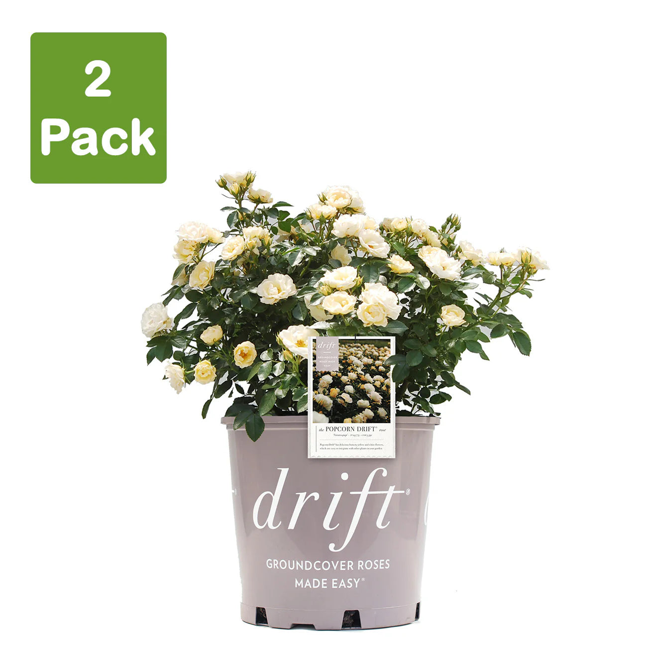 Popcorn Drift® Rose Bush