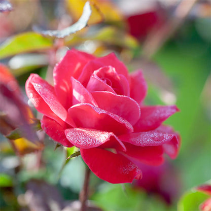 Red Knock Out® Rose Bush