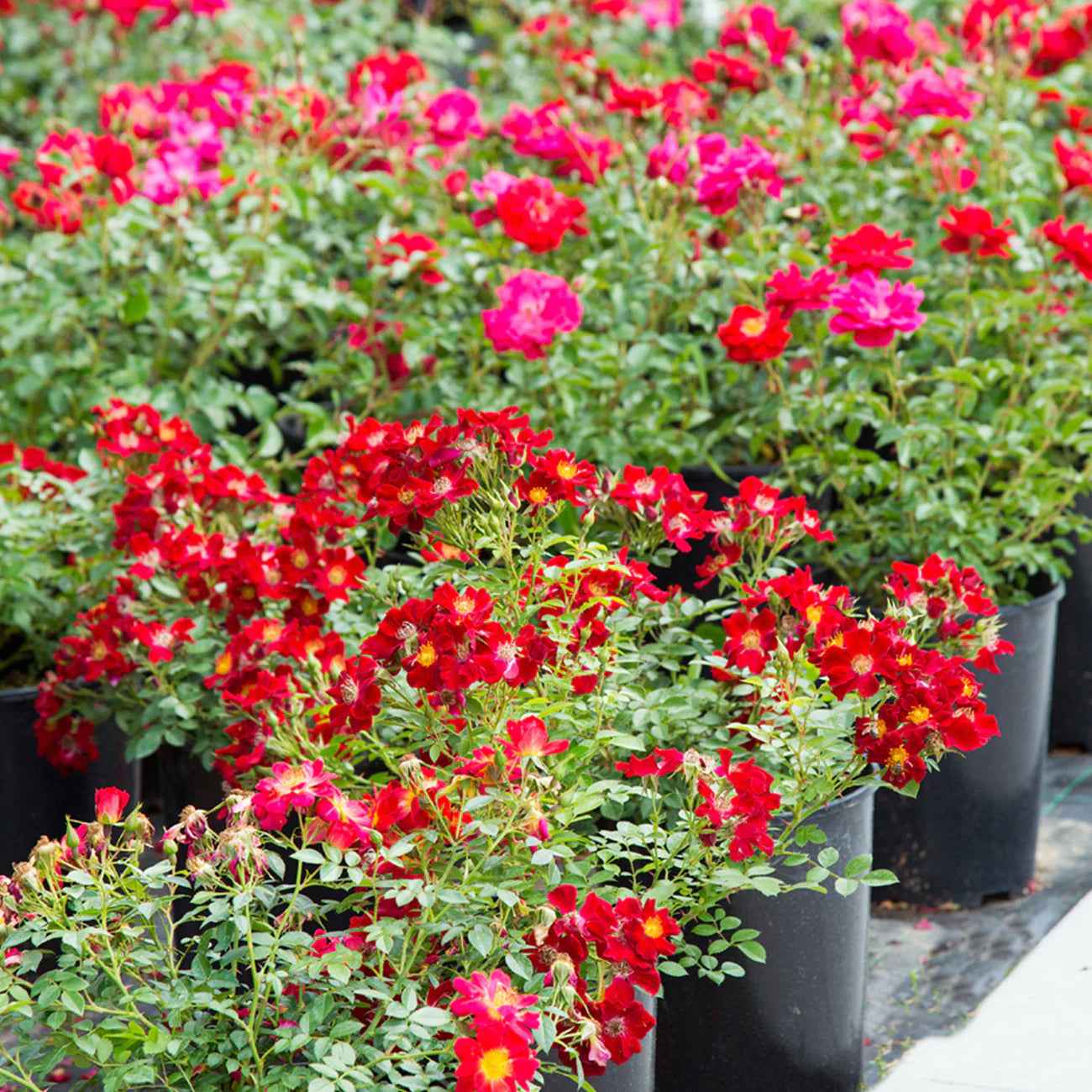 Red Drift® Rose Bush