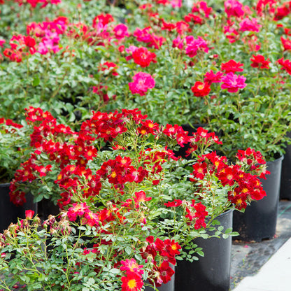 Red Drift® Rose Bush