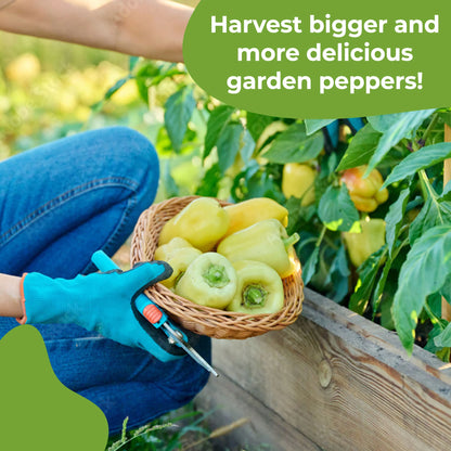 Pepper Plant Fertilizer Leaf Mist