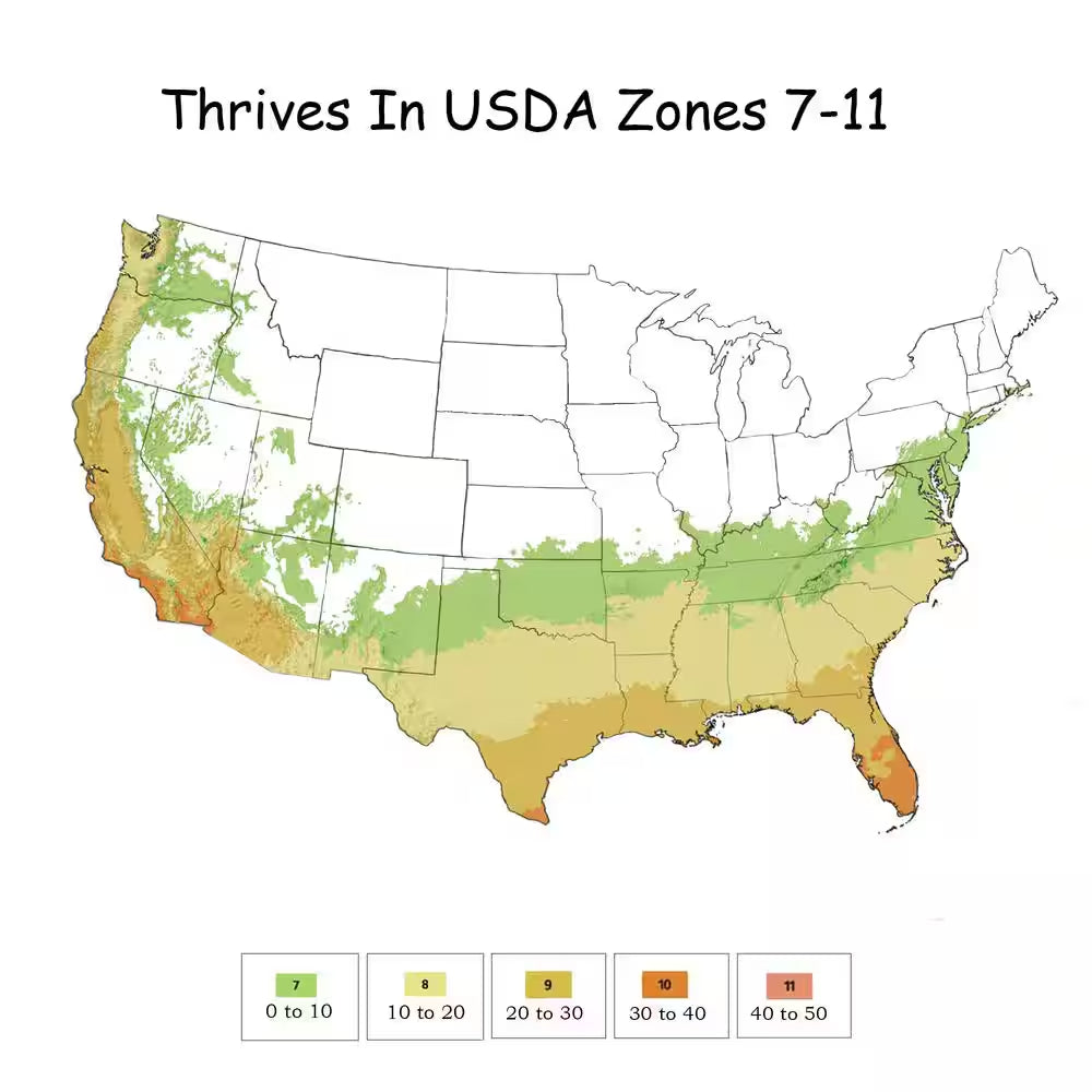 2.25 Gal. Ligustrum Recurvifolium Privet Shrub
