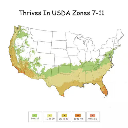 2.25 Gal. Ligustrum Recurvifolium Privet Shrub