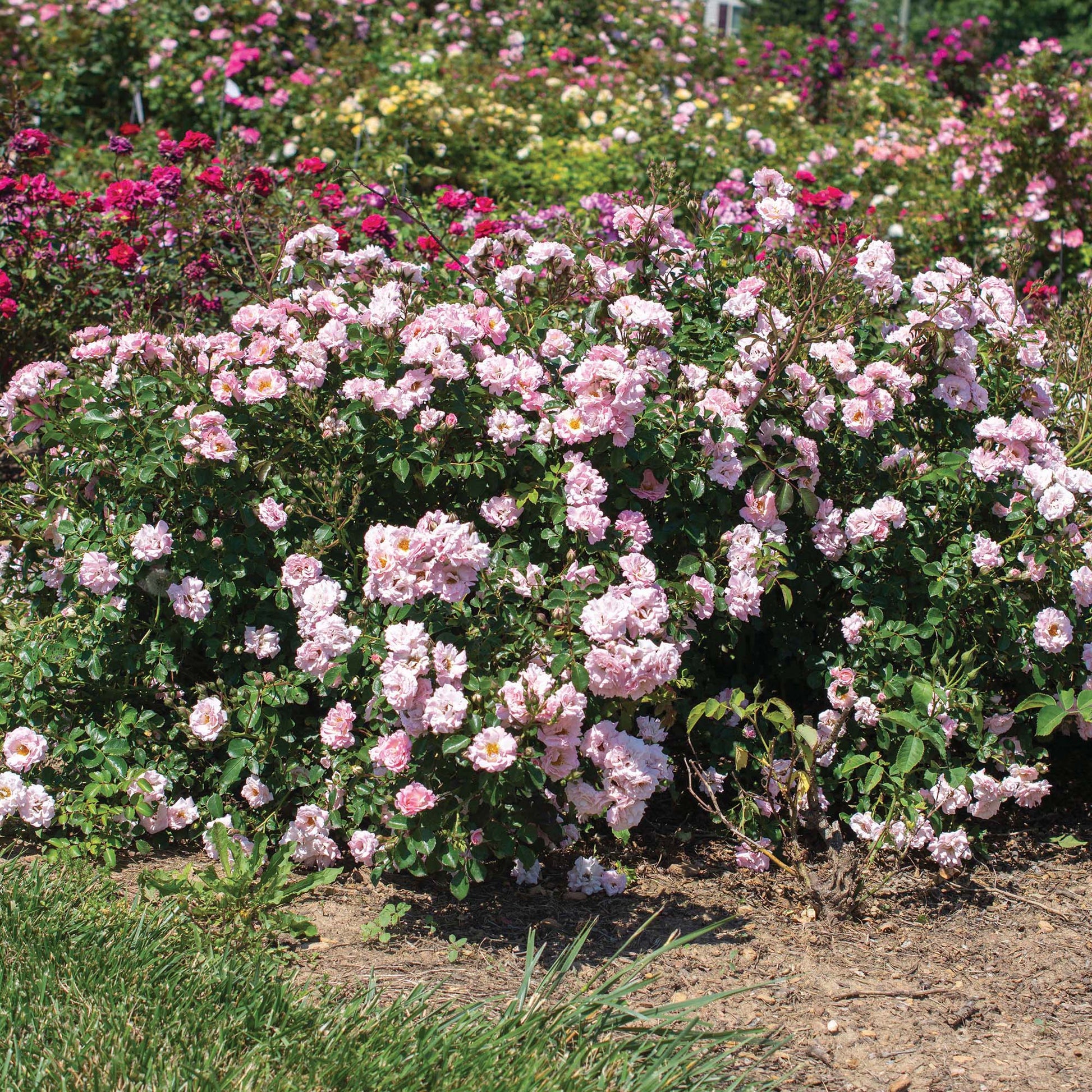 Blushing Drift® Rose Bush