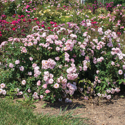 Blushing Drift® Rose Bush