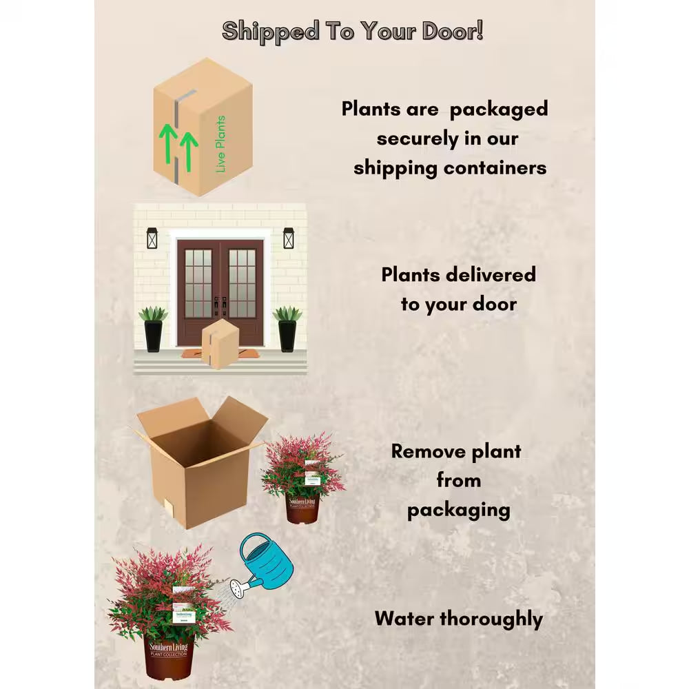 2 Gal. Obsession Nandina Shrub with Bright Red Foliage