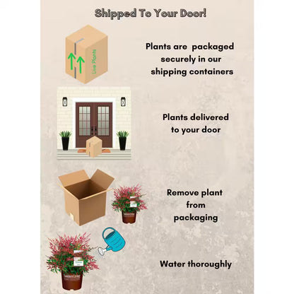 2 Gal. Obsession Nandina Shrub with Bright Red Foliage