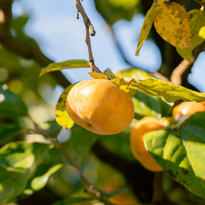 Fuyu Jiro Persimmon Tree