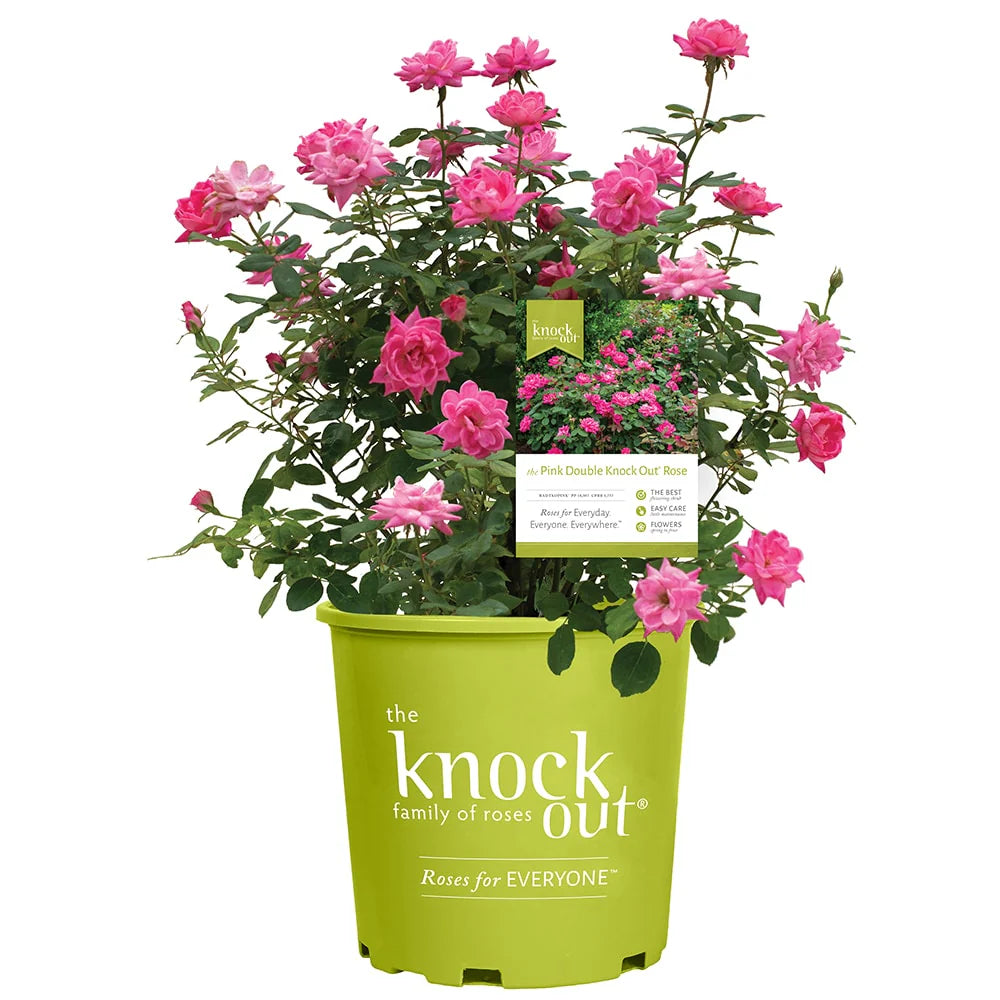 Pink Double Knock Out® Rose Bush