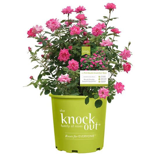 Pink Double Knock Out® Rose Bush