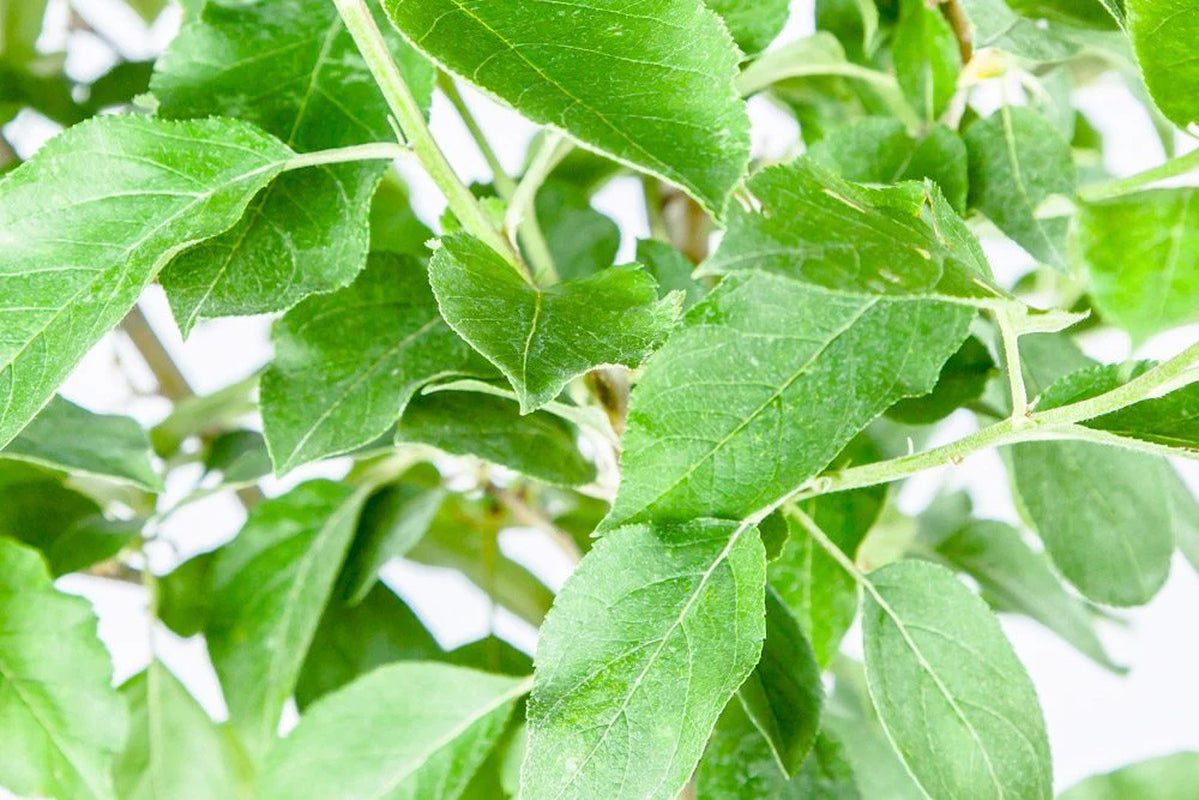 Ein Shemer Apple Tree