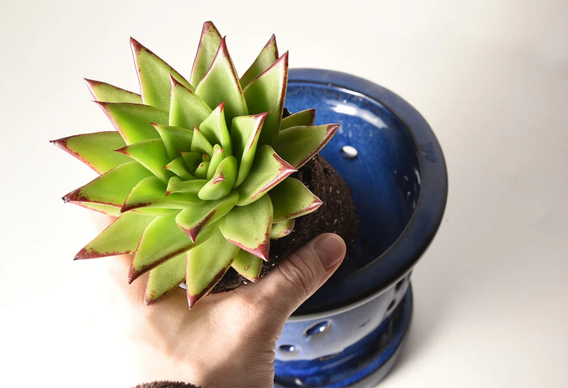 Succulent & Cactus Soil