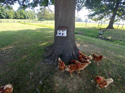 Bird in Hand Series Cumberland Chicken Coop 10 in X 10 in X 8 in Birdhouse