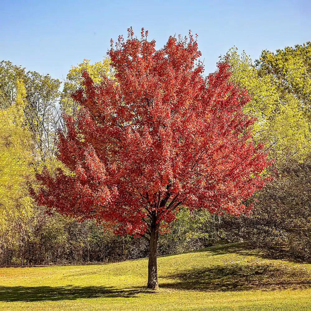 Red Maple Shade Tree
