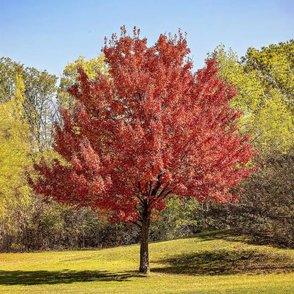 Red Maple Shade Tree