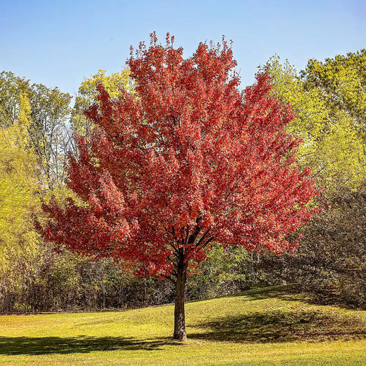 Red Maple Shade Tree