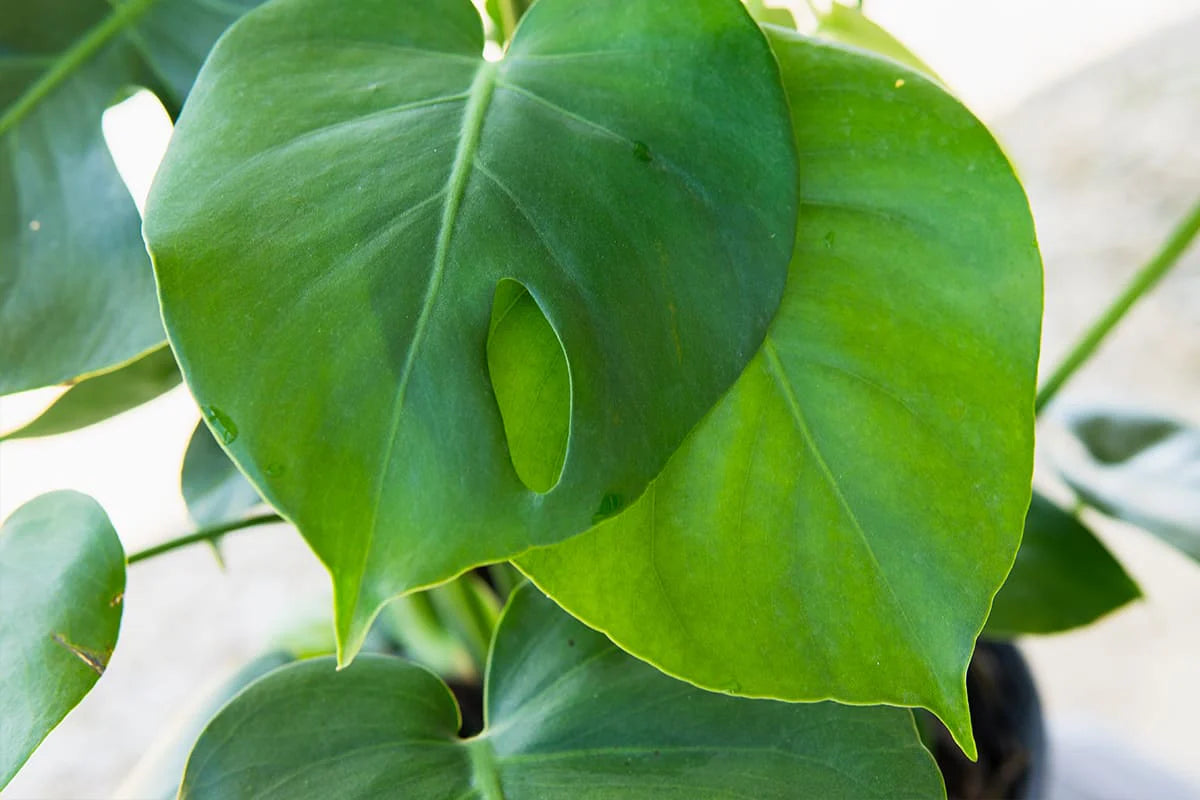 Monstera Deliciosa