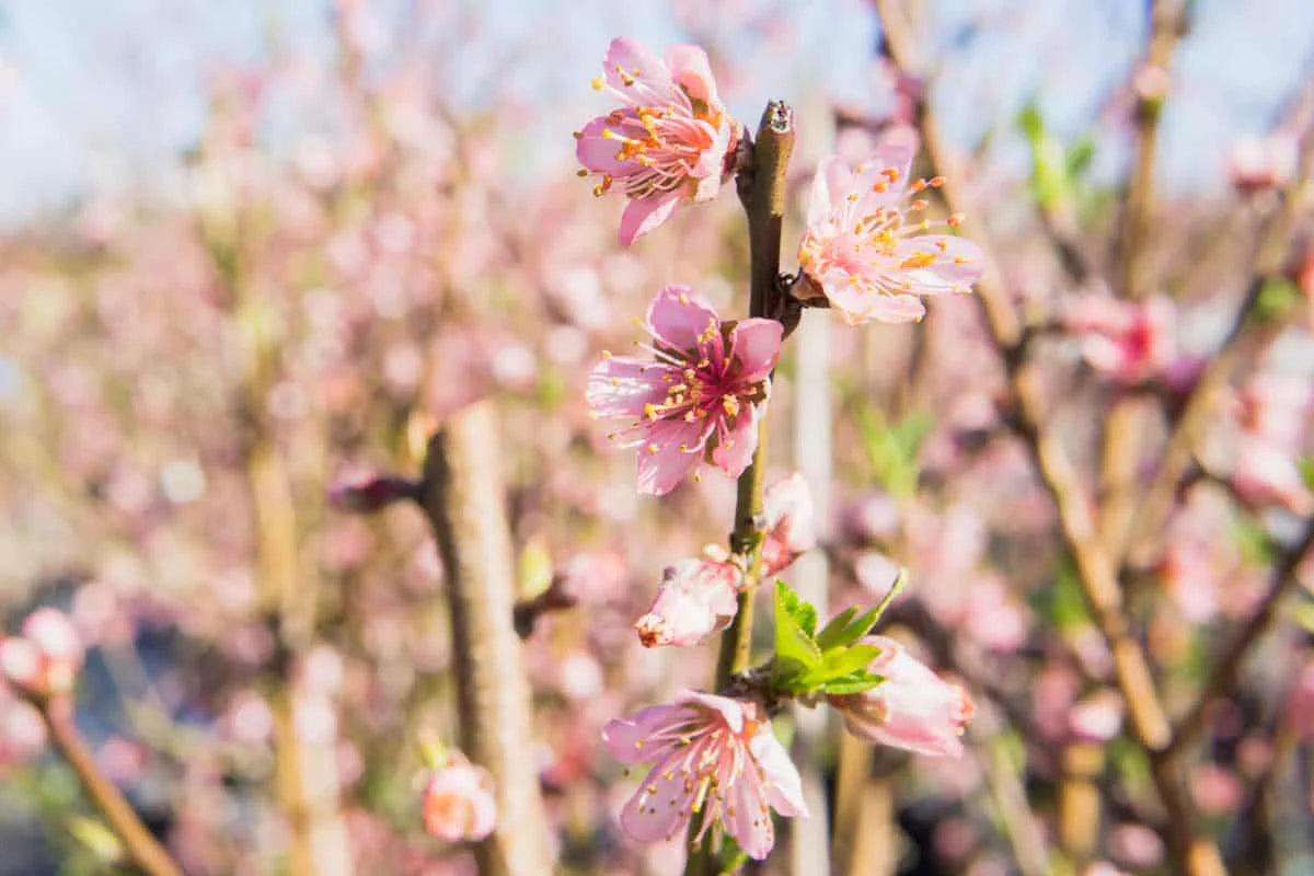 Flordaking Peach Tree