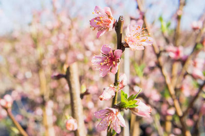 Flordaking Peach Tree