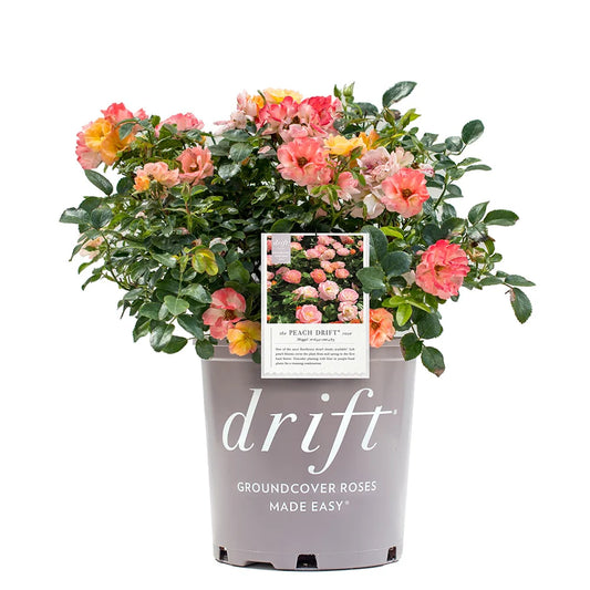 Peach Drift® Rose Bush