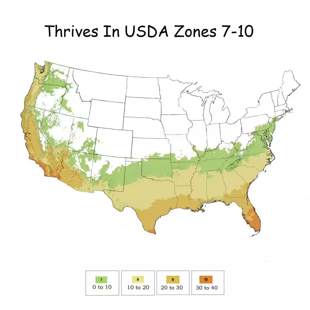 2 Gal. Sunshine Ligustrum Privet Shrub with Golden-Yellow Foliage