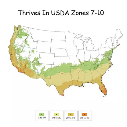 2 Gal. Sunshine Ligustrum Privet Shrub with Golden-Yellow Foliage