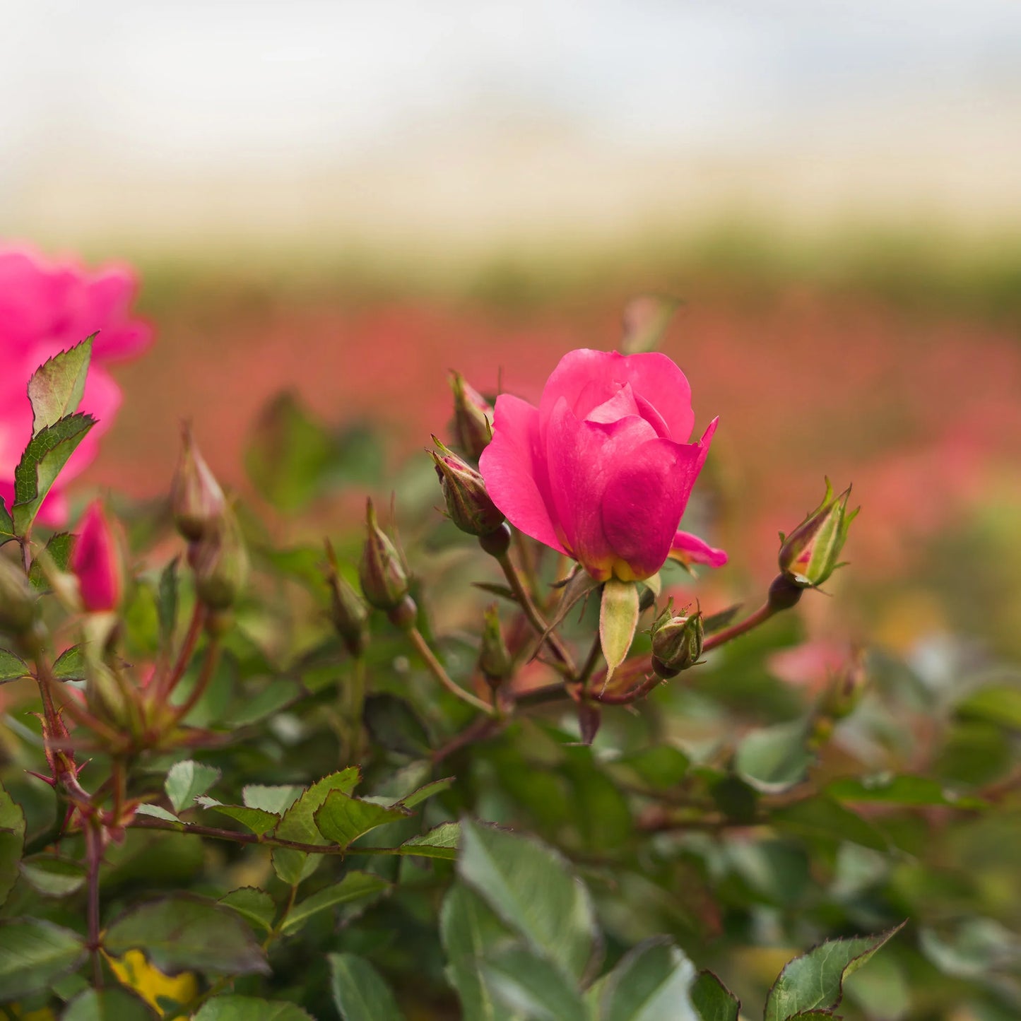 Pink Drift® Rose Bush