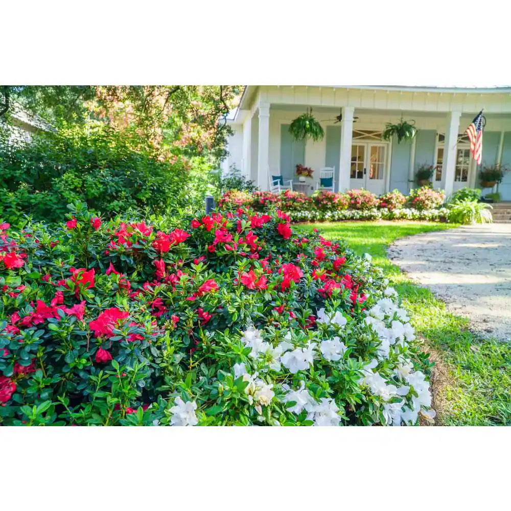 1 Gal. Autumn Bonfire Azalea Bush with Reblooming Red Flowers - Low-Maintenance Evergreen Shrub