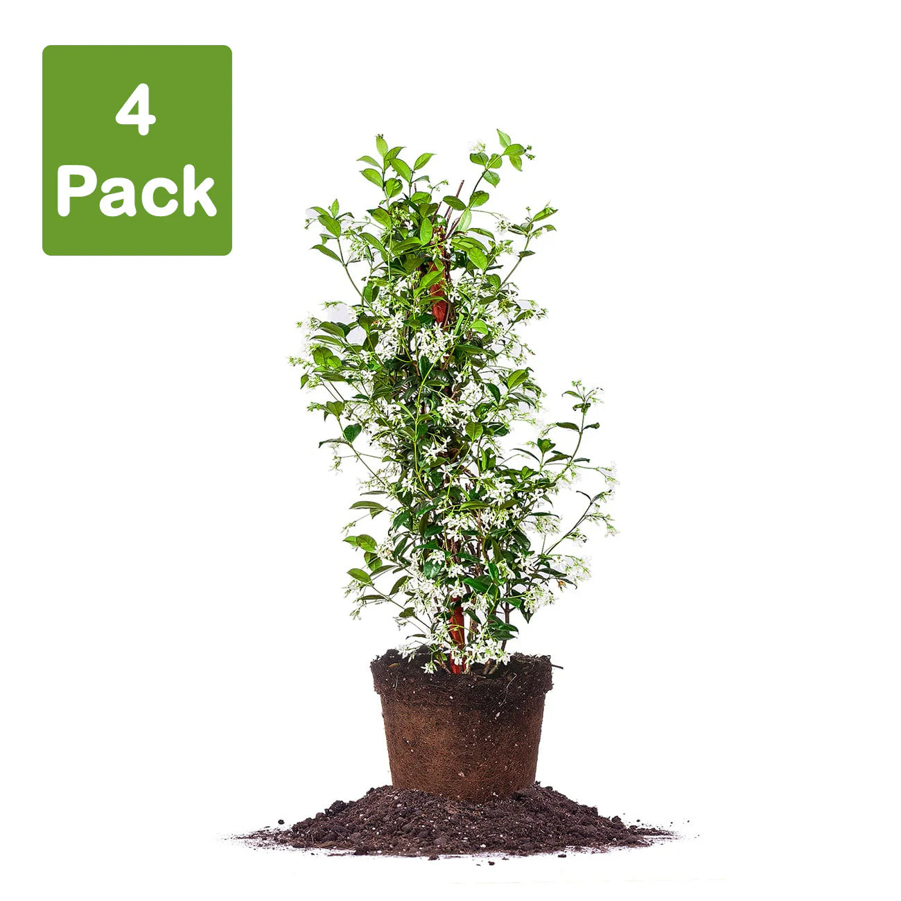 Star Jasmine Vine Shrub