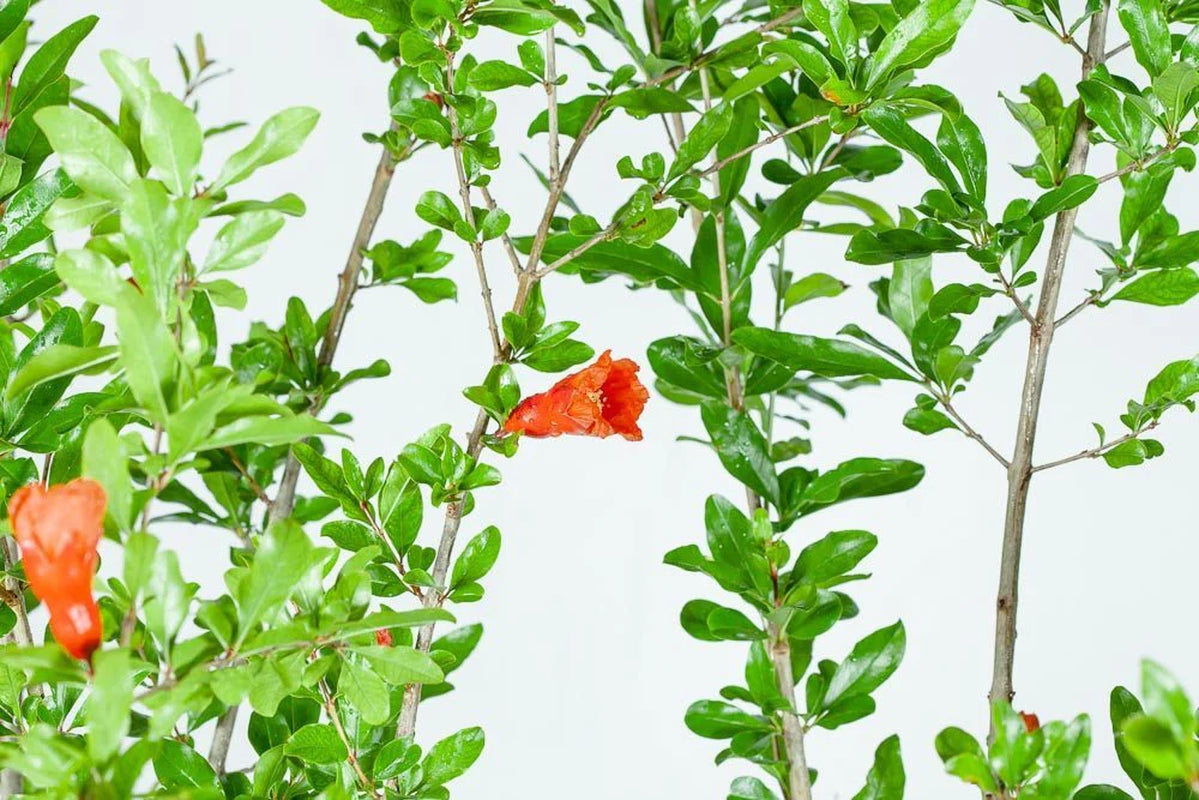 Wonderful Pomegranate Tree