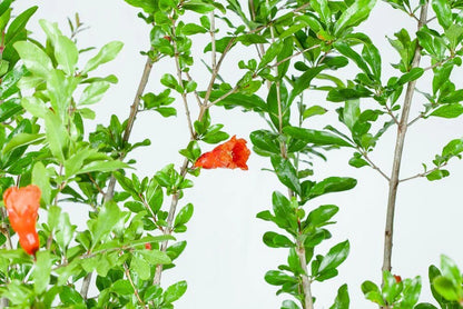 Wonderful Pomegranate Tree
