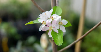 Granny Smith Apple Tree
