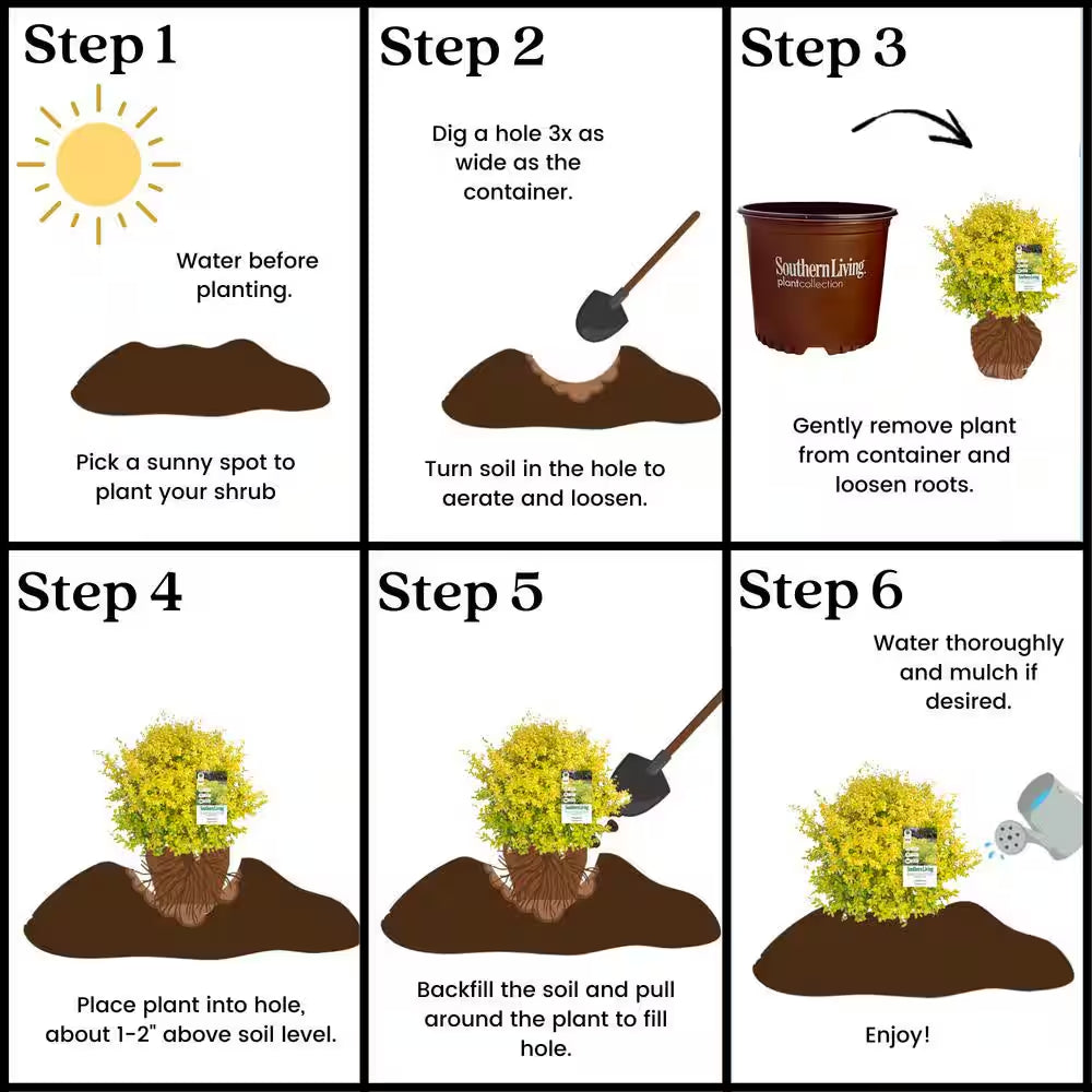 2 Gal. Sunshine Ligustrum Privet Shrub with Golden-Yellow Foliage