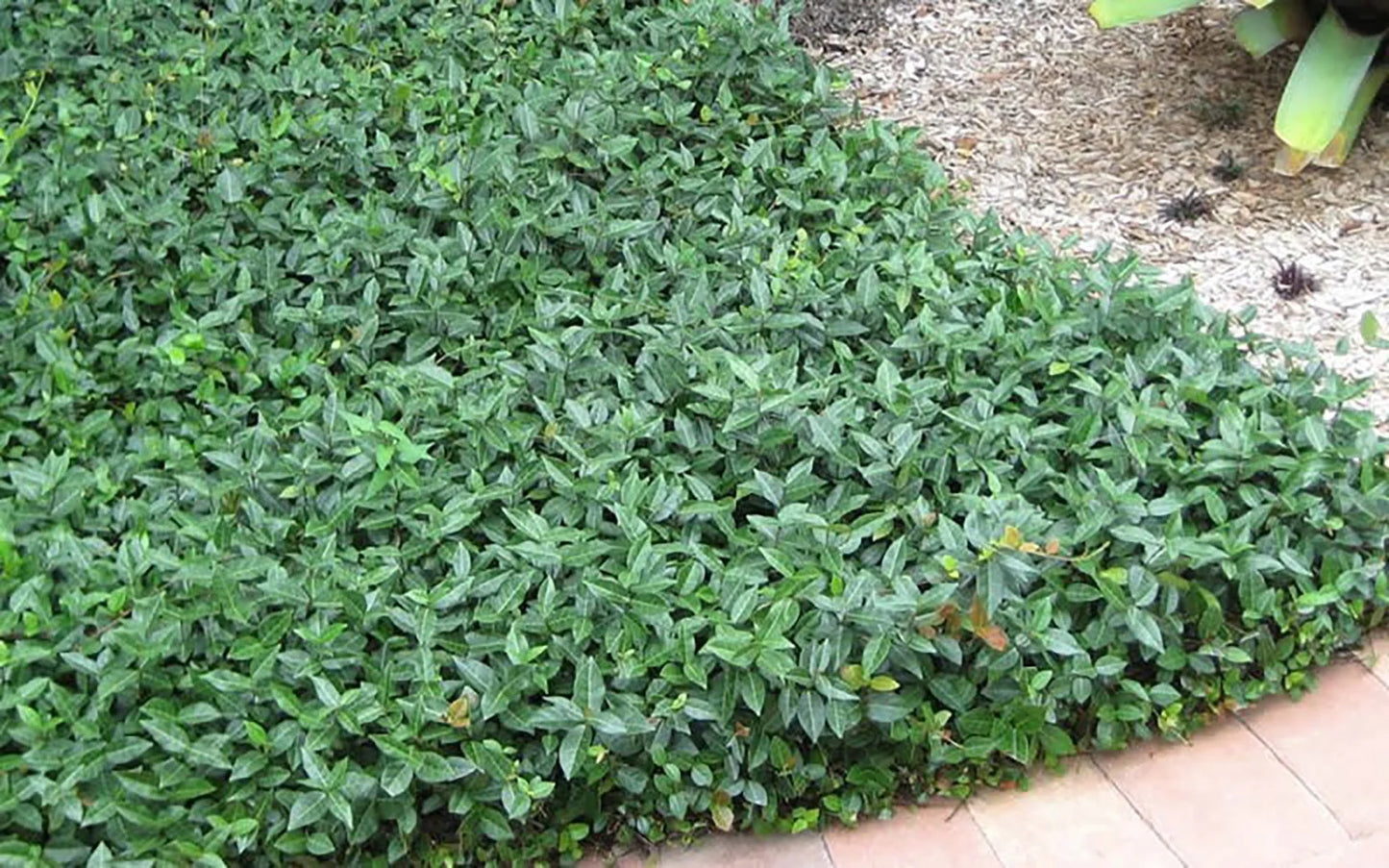 Asiatic Jasmine Shrub