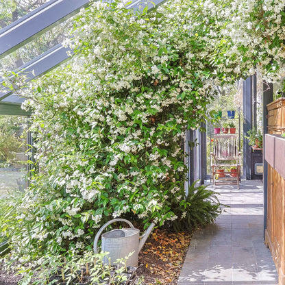 Star Jasmine Vine Shrub