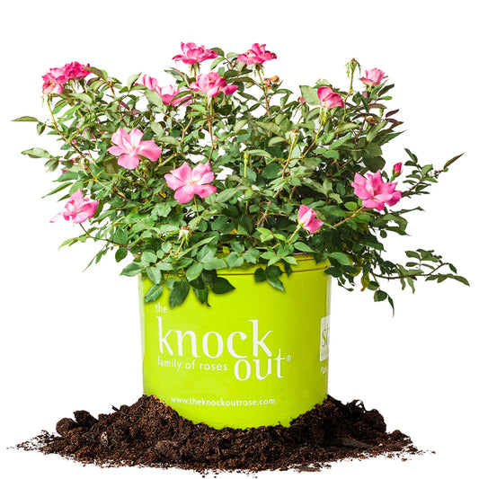 Pink Knock Out® Rose Bush