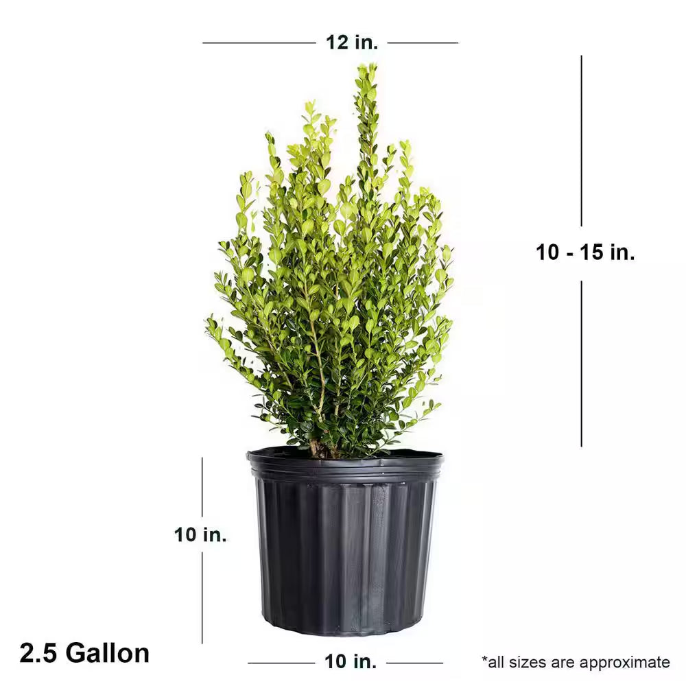2.5 Gal - Wintergreen Boxwood, Live Shrub Plant, Glossy Dark Green Foliage