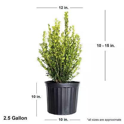 2.5 Gal - Wintergreen Boxwood, Live Shrub Plant, Glossy Dark Green Foliage